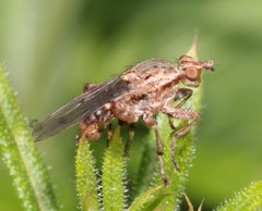 Salticella fasciata