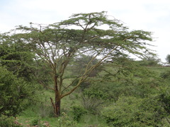 Acacia kirkii image