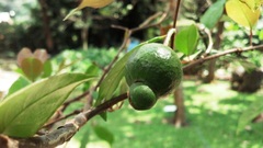 Psidium friedrichsthalianum