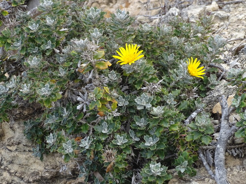 Image of Berkheya coriacea by (c) Shaun Swanepoel, some rights reserved (CC BY)