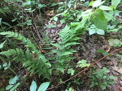Dryopteris intermedia