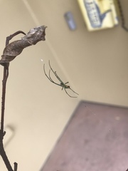 Leucauge argyrobapta image