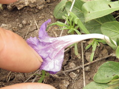 Ruellia lactea