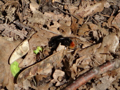 Bombus lapidarius