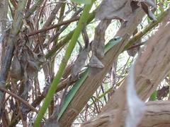 Philothamnus occidentalis