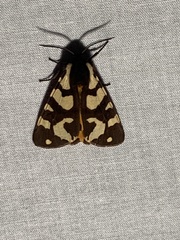 Arctia villica konewkaii