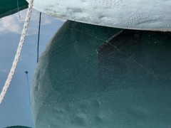 Gilchristella aestuaria