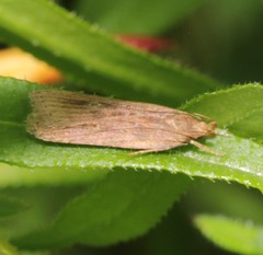 Helcystogramma triannulella
