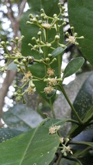Pimenta dioica