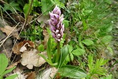 Orchis simia