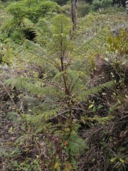 Coprosma microcarpa