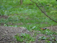 Phoenicurus phoenicurus