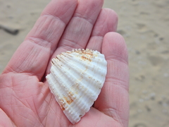 Acanthocardia echinata