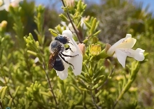 blue calamintha bee