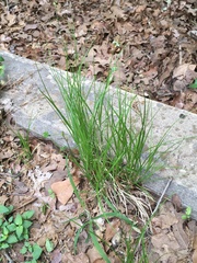 Carex texensis