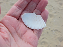 Acanthocardia echinata