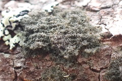 Leptogidium contortum