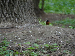 Phoenicurus phoenicurus