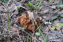 Gyromitra gigas
