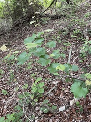 Vitis monticola
