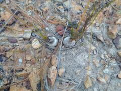 Ornithogalum thunbergii