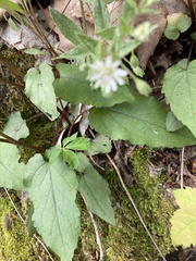 Stellaria pubera