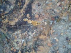 Ornithogalum thunbergii