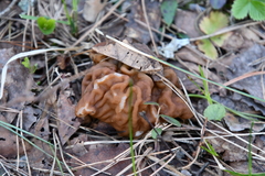 Gyromitra gigas