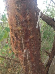 Platycelyphium voense