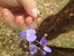 Platycelyphium voense