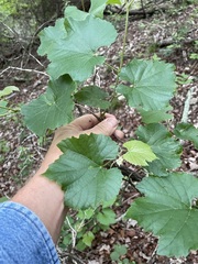 Vitis monticola