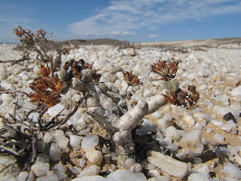 Pygmy Butterbush