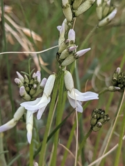 Astragalus conjunctus