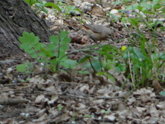 Phoenicurus phoenicurus