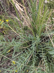 Astragalus conjunctus