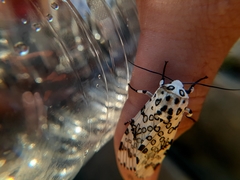 Hypercompe scribonia