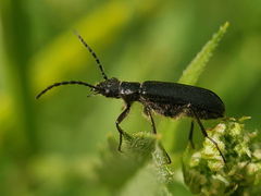 Coleoptera