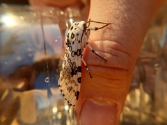 Hypercompe scribonia