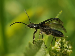 Coleoptera