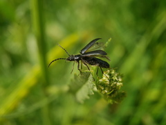 Coleoptera