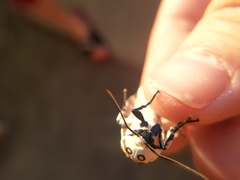 Hypercompe scribonia