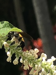 Dielis trifasciata