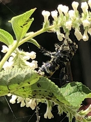 Dielis trifasciata