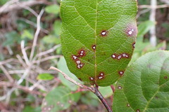 Cameraria gaultheriella