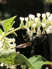 Dielis trifasciata