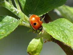Adalia bipunctata