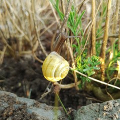 Cepaea