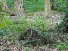 Phoenicurus phoenicurus