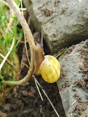 Cepaea