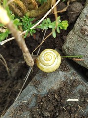 Cepaea